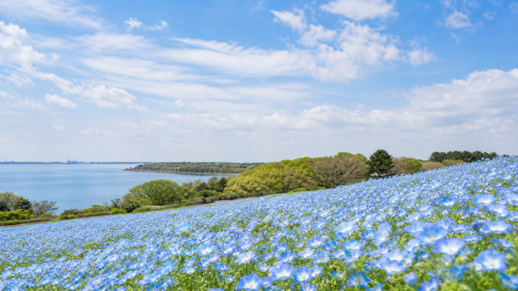 茨城のネモフィラと広い空を活かしたポートレート撮影スポットのイメージ